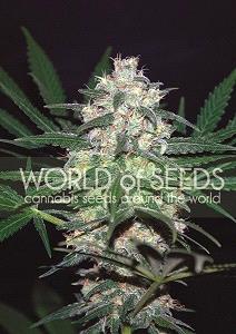 Pakistan Valley de World of Seeds Pure Origin,son semillas de marihuana originales de diferentes paises que puedes comprar en nuestro Grow Shop