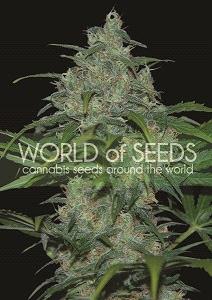 Wild Thailand de World of Seeds Pure Origin, son semillas de marihuana originales de diferentes paises que puedes comprar en nuestro Grow Shop