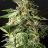 Afgooey de Strain Hunters, son semillas de marihuana feminizadas que puedes comprar en nuestro growshop online.