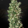 Big Tooth de Strain hunters, son semillas de marihuana feminizadas que puedes comprar en nuestro growshop online. Genetica: Afghan x Hawaiian Sativa x Nepalese