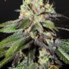 Caboose de Strain Hunters, son semillas de marihuana feminizadas que puedes comprar en nuestro growshop online.