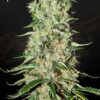 Damnesia de Strain Hunters, son semillas de marihuana feminizadas que puedes comprar en nuestro growshop online. Genetica: A.M.S. x Amnesia Haze