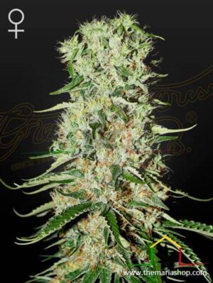 Damnesia de Strain Hunters, son semillas de marihuana feminizadas que puedes comprar en nuestro growshop online. Genetica: A.M.S. x Amnesia Haze