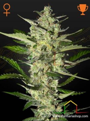 Flowerbomb kush de Strain Hunters, son semillas de marihuana feminizadas que puedes comprar en nuestro growshop online. Genetica: Green Crack x OG Kush.