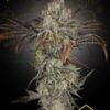 Money Maker de Strain Hunters, son semillas de marihuana feminizadas que puedes comprar en nuestro growshop online.