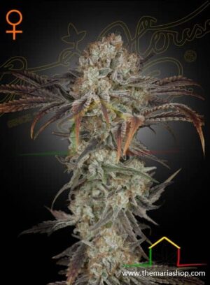 Money Maker de Strain Hunters, son semillas de marihuana feminizadas que puedes comprar en nuestro growshop online.