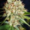 Big Bud XXL de Ministry of Cannabis, semillas de marihuana feminizadas que puedes comprar en nuestro grow shop online.
