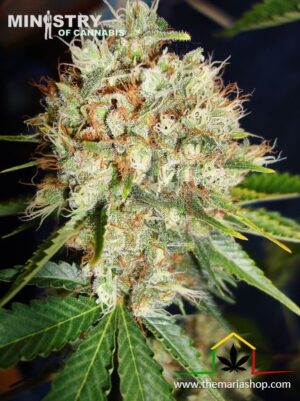 Big Bud XXL de Ministry of Cannabis, semillas de marihuana feminizadas que puedes comprar en nuestro grow shop online.