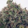 Venta de semillas Ultra White Amnesia feminizadas de Ministry of Cannabis que encontrarás en Themariashop online