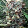 Zensation de Ministry of Cannabis, semillas de marihuana feminizadas que puedes comprar en Themariashop online.