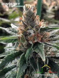 God's Glue de Ministry of Cannabis, semillas de marihuana feminizadas que puedes comprar en nuestro grow shop online the maria shop.
