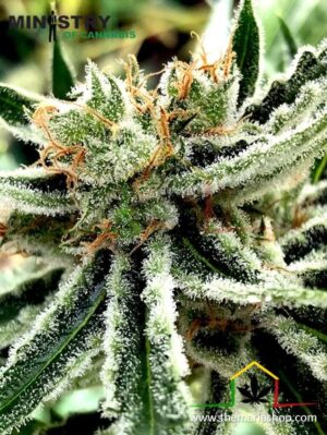Mandarin Haze de Ministry of Cannabis, semillas de marihuana feminizadas