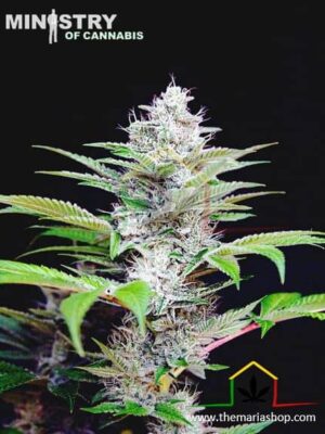 CBD Star de Ministry of Cannabis son semillas de marihuana CBD feminizadas que puedes comprar en nuestro grow shop online Themariashop.