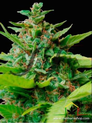 Kiss Dragon de Samsara Seeds, son semillas de marihuana feminizadas que puedes comprar en nuestro Grow Shop online.