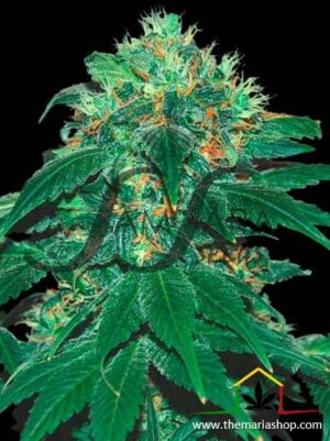 Punky Lion de Samsara Seeds, son semillas de marihuana feminizadas que puedes comprar en nuestro Grow Shop online.