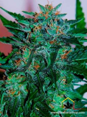 Flash Babylon Autofloreciente de Samsara Seeds, son semillas de marihuana autoflorecientes feminizadas que puedes comprar en nuestro Grow Shop online.