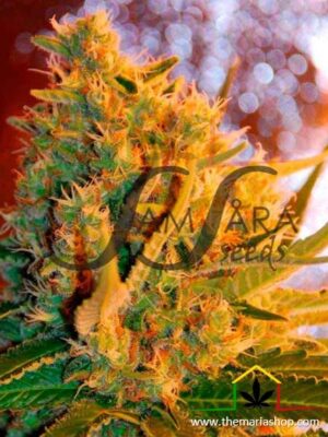Shot Adrenaline Auto de Samsara Seeds,son semillas de marihuana autoflorecientes feminizadas que puedes comprar en nuestro Grow Shop online.