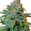 Liberty Haze de Barneys Farm semillas de marihuana que podrás comprar en Themariashop