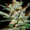 Supersonic Cristal Storm de Samsara Seeds,son semillas de marihuana autoflorecientes feminizadas que puedes comprar en nuestro Grow Shop online.