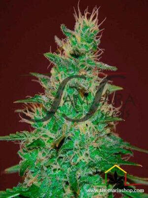 El Alquimista Auto de Samsara Seeds, son semillas de marihuana autoflorecientes que puedes comprar en nuestro Grow Shop online.
