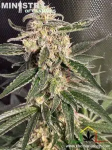 Auto Sweet Donkey de Ministry of Cannabis - Autoflorecientes más productivas.