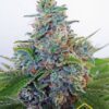 Auto Blue Amnesia de Ministry of Cannabis son semillas de marihuana autoflorecientes que puedes comprar en nuestro growshop online.