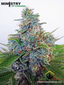 Auto Blue Amnesia de Ministry of Cannabis son semillas de marihuana autoflorecientes que puedes comprar en nuestro growshop online.