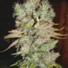 Auto Blueberry Domina de Ministry of Cannabis son semillas de marihuana autoflorecientes que puedes comprar en nuestro growshop online.