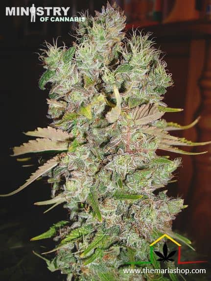 Auto Blueberry Domina de Ministry of Cannabis son semillas de marihuana autoflorecientes que puedes comprar en nuestro growshop online.