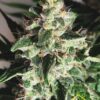 Auto God's Glue de Ministry of Cannabis son semillas de marihuana autoflorecientes