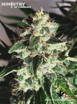 Auto God's Glue de Ministry of Cannabis son semillas de marihuana autoflorecientes que puedes comprar en nuestro growshop online.