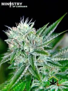 Auto Northern Lights de Ministry of Cannabis - Autoflorecientes más productivas.