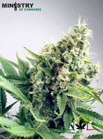 Auto White Widow de Ministry of Cannabis son semillas de marihuana autoflorecientes que puedes comprar en nuestro growshop online.