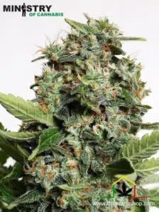 Autopilot XXX de Ministry of Cannabis