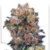 Blueberry de Dutch Passion, son semillas de marihuana feminizadas que puedes comprar en nuestro Grow Shop online.