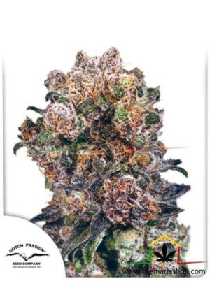 Blueberry de Dutch Passion, son semillas de marihuana feminizadas que puedes comprar en nuestro Grow Shop online.