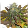 California Orange de Dutch Passion, son semillas de marihuana feminizadas que puedes comprar en nuestro Grow Shop online.