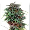 Durban Poison de Dutch Passion, son semillas de marihuana feminizadas que puedes comprar en nuestro Grow Shop online.