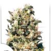 Euforia de Dutch Passion, son semillas de marihuana feminizadas que puedes comprar en nuestro Grow Shop online.