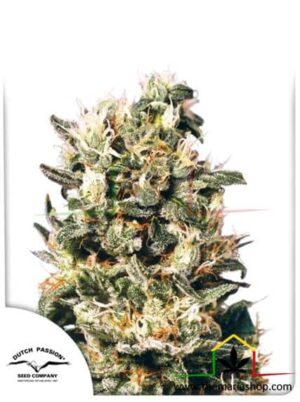 Euforia de Dutch Passion, son semillas de marihuana feminizadas que puedes comprar en nuestro Grow Shop online.