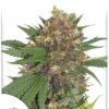 Masterkush de Dutch Passion, son semillas de marihuana feminizadas que puedes comprar en nuestro Grow Shop online.