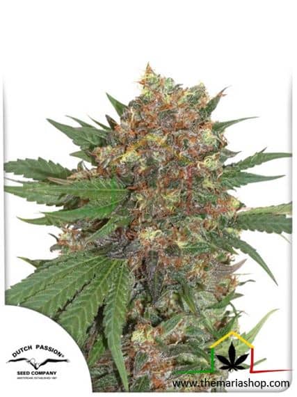Masterkush de Dutch Passion, son semillas de marihuana feminizadas que puedes comprar en nuestro Grow Shop online.