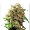 Mazar de Dutch Passion, son semillas de marihuana feminizadas que puedes comprar en nuestro Grow Shop online.