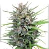 Passion #1 de Dutch Passion, son semillas de marihuana feminizadas que puedes comprar en nuestro Grow Shop online.
