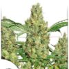 Power Plant de Dutch Passion, son semillas de marihuana feminizadas que puedes comprar en nuestro Grow Shop online