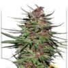 Purple #1 de Dutch Passion, son semillas de marihuana feminizadas que puedes comprar en nuestro Grow Shop online.
