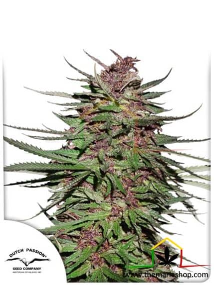 Purple #1 de Dutch Passion, son semillas de marihuana feminizadas que puedes comprar en nuestro Grow Shop online.