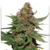 Strawberry Cough de Dutch Passion, son semillas de marihuana feminizadas que puedes comprar en nuestro Grow Shop online.