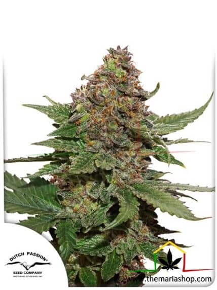 Strawberry Cough de Dutch Passion, son semillas de marihuana feminizadas que puedes comprar en nuestro Grow Shop online.