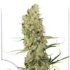 Jorge's Diamond de Dutch Passion, son semillas de marihuana feminizadas que puedes comprar en nuestro grow shop online.